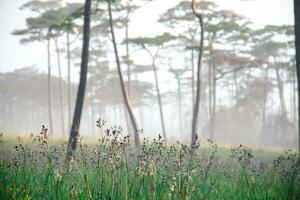 pino bosque en niebla después lluvia, hermosa flores foto