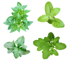 quatro diferente tipos do folhas em png fundo, verde folhas agrupar em png fundo, folha isolado definir, verde folha plantar eco natureza árvore ramo isolado