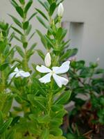 Arabian Jesmin flowers with green leaves. photo