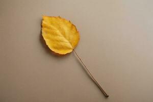 a single yellow leaf on a brown background. AI generated photo