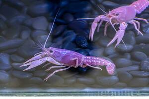 Shrimp for raising for beauty waiting to be sold. It's a popular pet in Thailand. photo