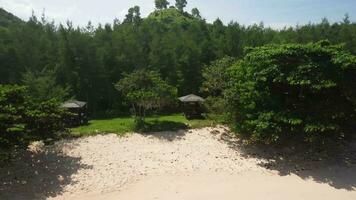 a de praia tem muito branco areia e tropical árvores video