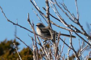 This cute little mockingbird sat posing in the tree when I took the picture. The branches he sat in did not have any leaves to hide him. The Winter season is just ending and Spring is arriving. photo