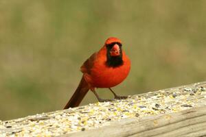 This beautiful red cardinal came out to the brown wooden railing of the deck for food. His little mohawk pushed down with his black mask. This little avian is surrounded by birdseed. photo