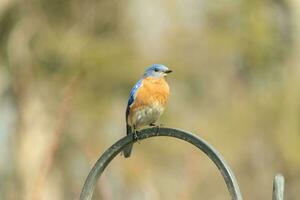 This pretty bluebird came out to the shepherds hook to rest. The little avian sat on the metal pole for a bit. His rusty orange belly with a white patch stands out from his blue head and dark eyes. photo
