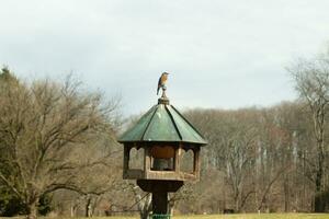 Cute little bluebird came out to visit the wooden birdfeeder. His rusty orange belly with a white patch stands out from his blue head. His dark eyes look across the way. This little avian is posing. photo