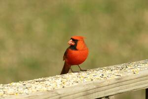 This beautiful red cardinal came out to the brown wooden railing of the deck for food. His little mohawk pushed down with his black mask. This little avian is surrounded by birdseed. photo