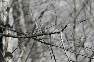 Cute little bluebird sat perched on this tree branch to look around for food. His rusty orange belly with a white patch stands out from the blue on his head. These little avian feels safe up here. photo