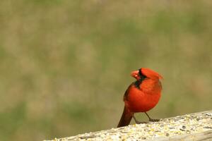 This beautiful red cardinal came out to the brown wooden railing of the deck for food. His little mohawk pushed down with his black mask. This little avian is surrounded by birdseed. photo