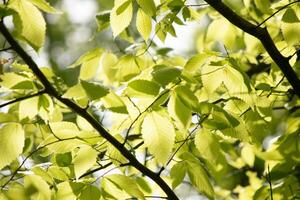 These are the leaves of the American beech tree. The oval looking leaf with the jagged edges all around. The sunlight catching the leaves in the branches, almost making them glow. photo