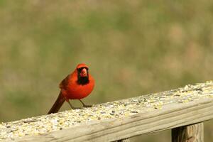 This beautiful red cardinal came out to the brown wooden railing of the deck for food. His little mohawk pushed down with his black mask. This little avian is surrounded by birdseed. photo