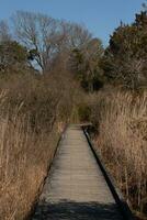 love the look of this wooden path going through the overgrown brush in this nature preserve. The beautiful brown foliage all around almost gives a Fall look. The wooden planks look well maintained. photo