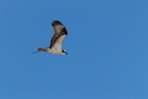 This beautiful osprey bird was flying in the clear blue sky when this picture was taken. Also known as a fish hawk, this raptor looks around the water for food to pounce on. photo