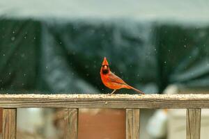 esta hermosa masculino cardenal llegó fuera a el barandilla de el cubierta para algunos alpiste. el bonito pájaro carné de identidad un brillante rojo color y casi recuerda usted de Navidad. el pequeño negro máscara soportes afuera. foto