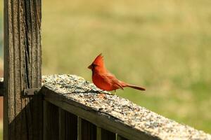 This beautiful red cardinal came out to the brown wooden railing of the deck for food. His beautiful mohawk standing straight up with his black mask. This little avian is surrounded by birdseed. photo