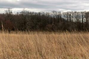 Beautiful field in the middle of a nature preserve. The tall brown grass all over showing the Fall season. You can see tall trees in the background. Grey sky with clouds all over in the distance. photo