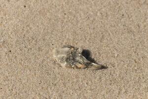 agrietado pedazo de ostra cáscara visto en el playa. esta blanco concha todavía mira lustroso desde el ola ese trajo eso en. sentado entre el marrón granos de arena con mar escombros todas alrededor. foto