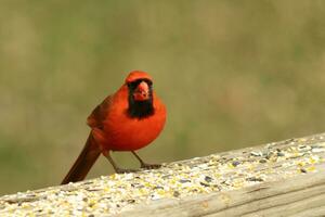 This beautiful red cardinal came out to the brown wooden railing of the deck for food. His little mohawk pushed down with his black mask. This little avian is surrounded by birdseed. photo