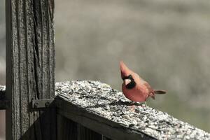 This beautiful red cardinal came out to the brown wooden railing of the deck for food. His beautiful mohawk standing straight up with his black mask. This little avian is surrounded by birdseed. photo