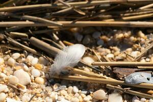 This pretty white feather lay sitting on the beach. It is surrounded by rounded pebbles, shells, and straw. Little bits of sand can be seen in between. photo