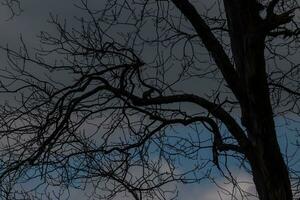 Bare branches of a tree reaching out. The long limbs are without leaves due to the Fall season. Looking like tentacles or a skeletal structure. The blue sky can be seen in the back with white clouds. photo