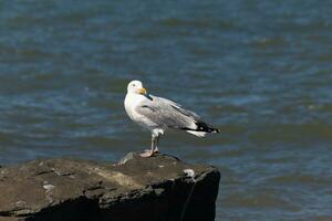 esta majestuoso mirando de pico anillado Gaviota estaba en pie en el embarcadero a el hora yo Mira esta fotografía. esta aves playeras es qué usted visualizar cuando yendo a el playa. el bonito gris y blanco plumas. foto