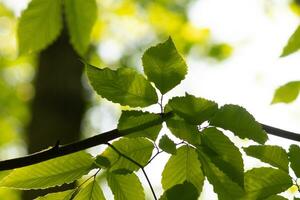 These are the leaves of the American beech tree. The oval looking leaf with the jagged edges all around. The sunlight catching the leaves in the branches, almost making them glow. photo