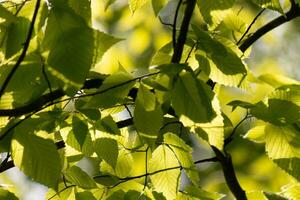 These are the leaves of the American beech tree. The oval looking leaf with the jagged edges all around. The sunlight catching the leaves in the branches, almost making them glow. photo