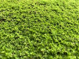 closeup moss on the damp floor green background natural concept. photo