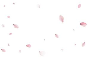 Sakura petals. Realistic vector illustration.