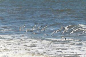 Beautiful sanderling shorebirds caught in flight over the water. I love the look of their wings and how they seem to have black and white streaks. This flock seemed to stick together. photo