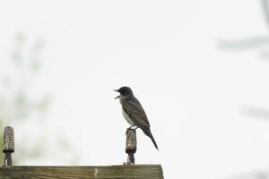 This eastern kingbird was perched on top of this post. They are a species of tyrant flycatchers. His beak open. His grey feathers looking pretty against the shite belly. This seen against a white sky. photo
