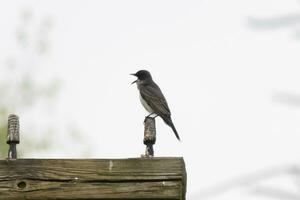 This eastern kingbird was perched on top of this post. They are a species of tyrant flycatchers. His beak open. His grey feathers looking pretty against the shite belly. This seen against a white sky. photo