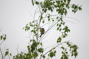 This little bluebird sits perched in the branch of this tree. He is surrounded by green leaves and is attempting to blend in. The beautiful blue body with rusty orange belly stands out. photo