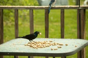This beautiful grackle came out for a peanut. The black bird has a nut in his mouth. The yellow eye seems to glow and looks menacing. The feathers have a blue shine to them when hit by the sun. photo