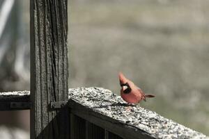 This beautiful red cardinal came out to the brown wooden railing of the deck for food. His beautiful mohawk standing straight up with his black mask. This little avian is surrounded by birdseed. photo