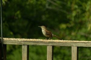 This is an image of a thrush bird coming to visit my deck. These little avians are normally found in the woods, but came out for some birdseed. His little brown body would be camouflaged in the wild. photo