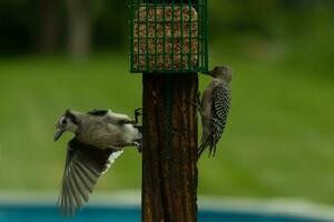 Two birds out together for some food. These avians came for some suet on the post. The blue jay has his wing outstretched getting ready for flight. The red-bellied woodpecker is clinging to the post. photo