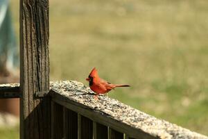 This beautiful red cardinal came out to the brown wooden railing of the deck for food. His beautiful mohawk standing straight up with his black mask. This little avian is surrounded by birdseed. photo