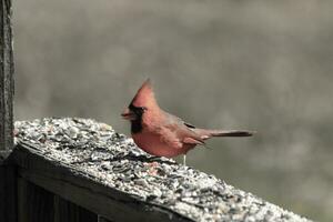 This beautiful red cardinal came out to the brown wooden railing of the deck for food. His beautiful mohawk standing straight up with his black mask. This little avian is surrounded by birdseed. photo