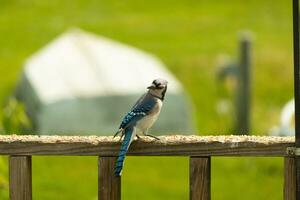 This blue jay bird was striking a pose as I took this picture. He came out on the wooden railing of the deck for some birdseed. I love the colors of these birds with the blue, black, and white. photo