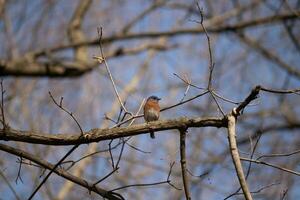 Cute little bluebird sat perched on this tree branch to look around for food. His rusty orange belly with a white patch stands out from the blue on his head. These little avian feels safe up here. photo