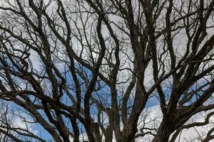 Bare branches of a tree reaching out. The long limbs are without leaves due to the Fall season. Looking like tentacles or a skeletal structure. The blue sky can be seen in the back with white clouds. photo