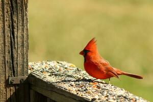 This beautiful red cardinal came out to the brown wooden railing of the deck for food. His beautiful mohawk standing straight up with his black mask. This little avian is surrounded by birdseed. photo