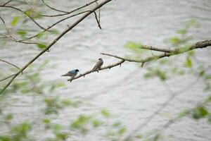 These two cute tree swallows were sitting in the branch over top of a river. The bright blue bird is the male. The brown one is a female. These two are relaxing while waiting for insects to eat. photo