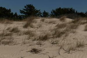 This beautiful tall grass stands here blowing in the breeze. This is part of the dune of Sunset Beach in Cape May New Jersey. The green vegetation to help from erosion. The brown sand all around. photo