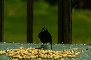 esta bonito grackle pájaro llegó a el vaso mesa para algunos miseria. yo amor esta aves brillante plumas con azul y púrpura algunas veces visto en el plumaje. el amenazador amarillo ojos parecer a brillo. foto