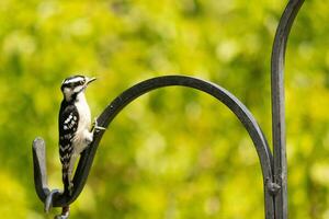 This cute little downy woodpecker was perched on the metal shepherds hook. The cute little black and white body stands out from the surroundings. This little bird came out for food. photo