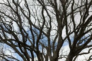 desnudo ramas de un árbol alcanzando afuera. el largo extremidades son sin hojas debido a el otoño estación. mirando me gusta tentáculos o un esquelético estructura. el azul cielo lata ser visto en el espalda con blanco nubes foto