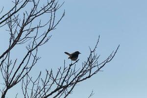 This cute little mockingbird sat posing in the tree when I took the picture. The branches he sat in did not have any leaves to hide him. The Winter season is just ending and Spring is arriving. photo